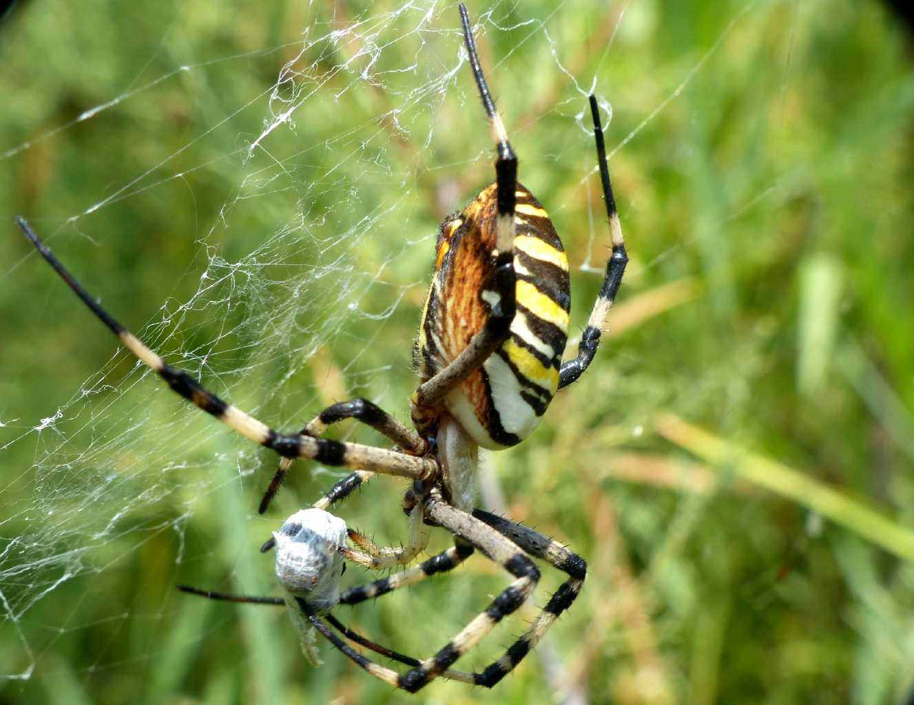 Argiope bruennichi: corteggiamento - S. Teresa G. (OT)